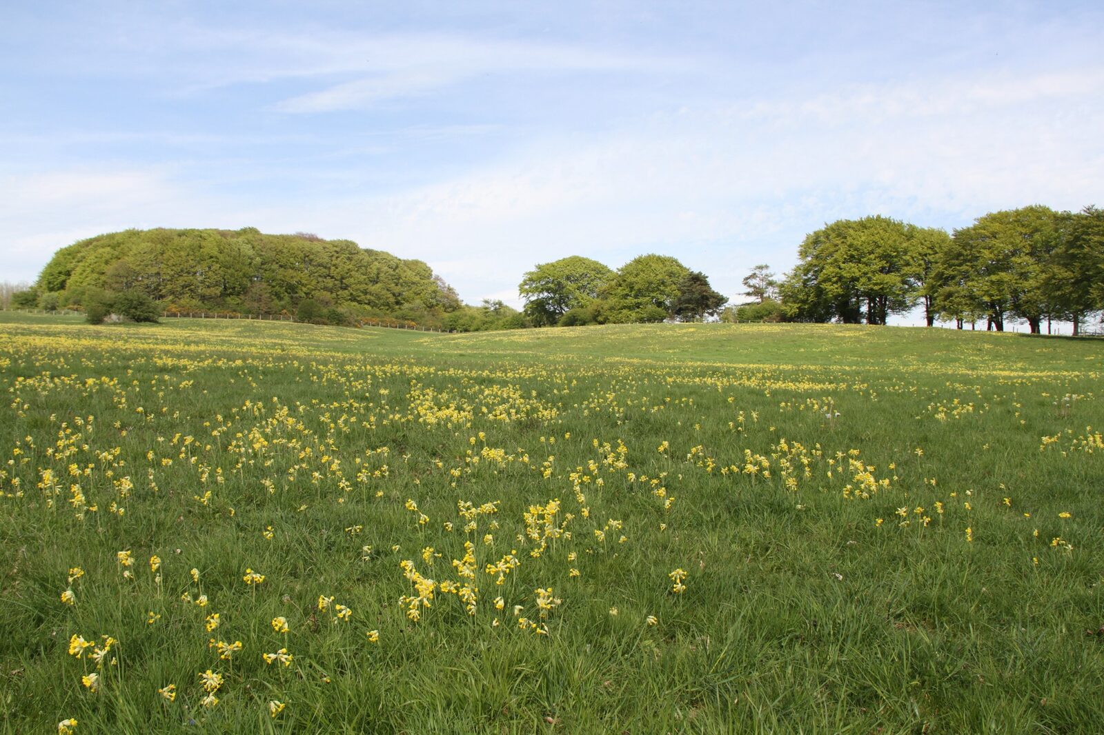 Cowslips flowering across a Hewletts Farm meadow