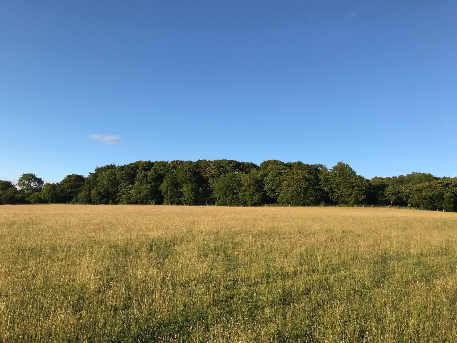 Golden summer field at Hewletts Farm