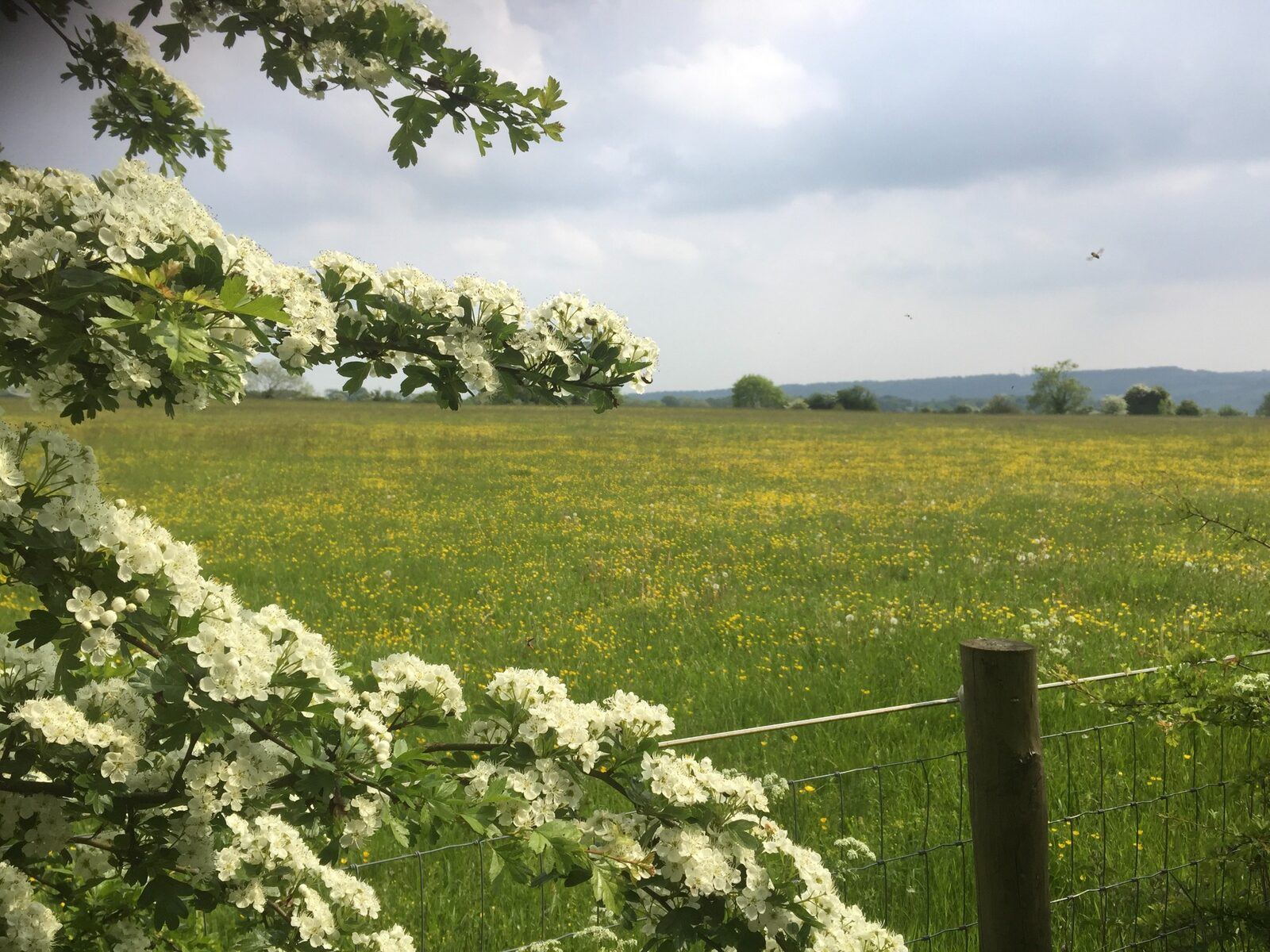 Hawthorn blossom framing a Hewletts Farm meadow