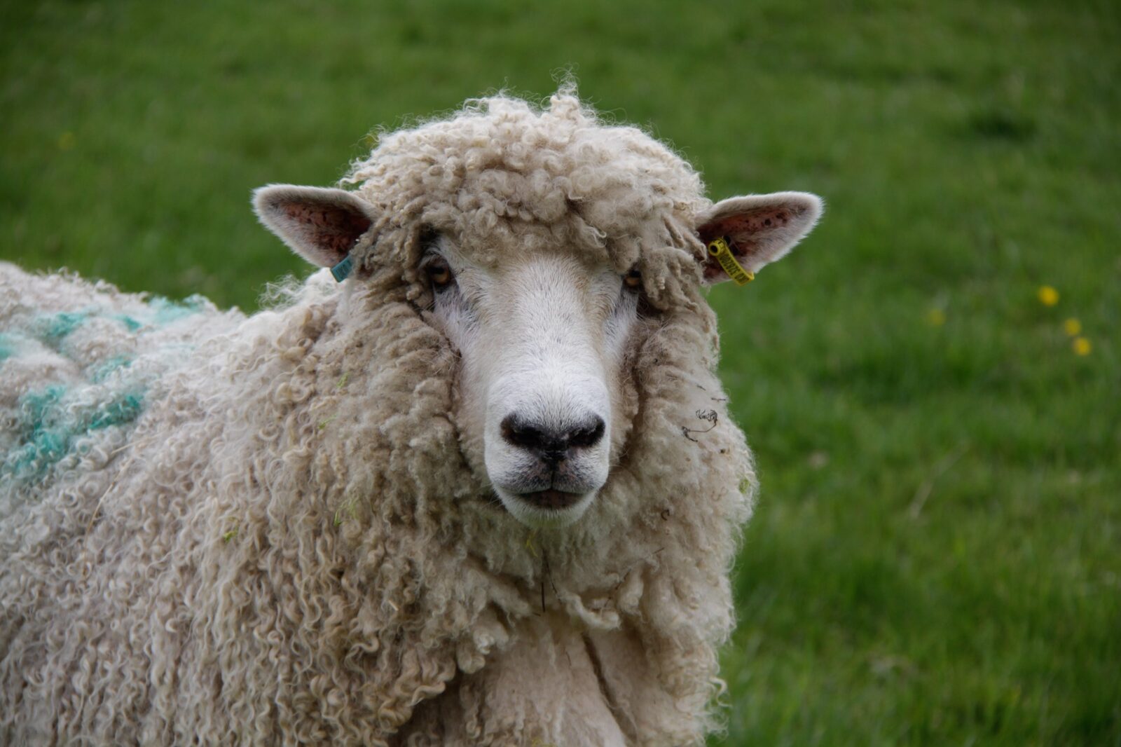 Sheep in a field at Hewletts Farm
