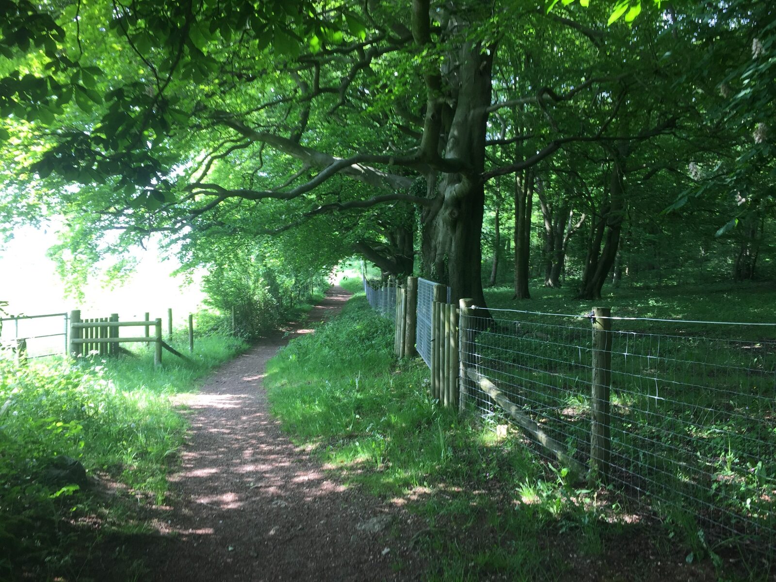 Woodland path beside fields at Hewletts Farm